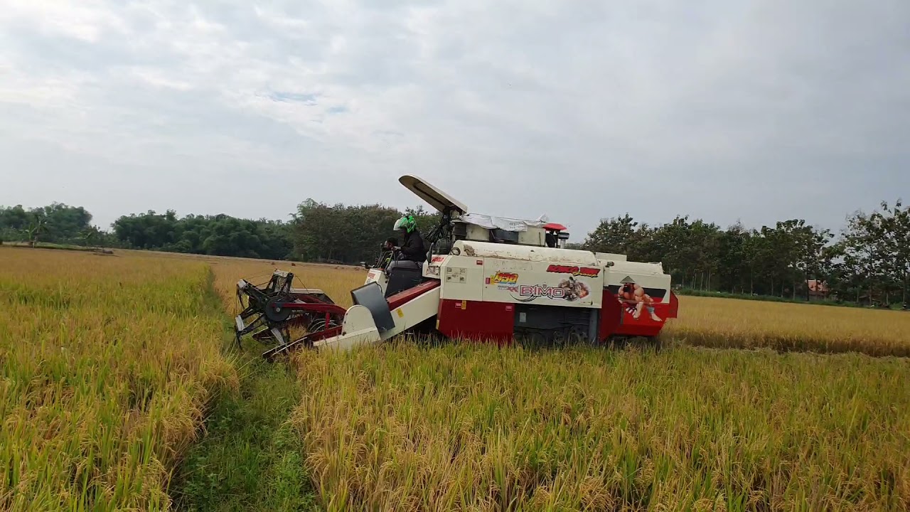 Chinese rice harvester speed test, Sumo 105 (luckystar) vs Bimo 102 (fm world) in Indonesia