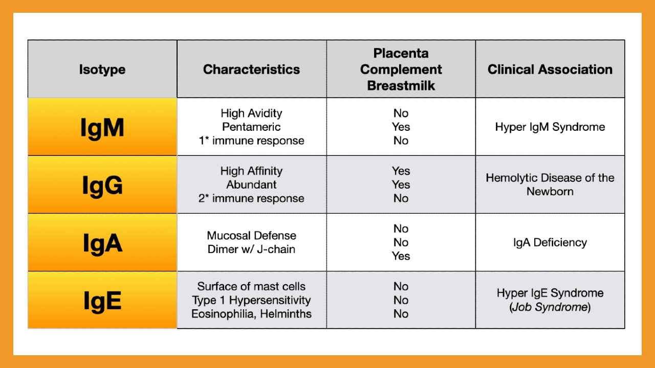 Antibody Isotypes (IgM, IgG, IgA, IgE, IgD)