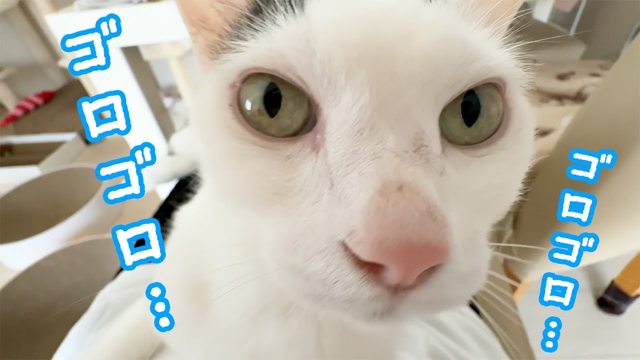 甘えモードのチロさんが可愛すぎます&hellip;！
