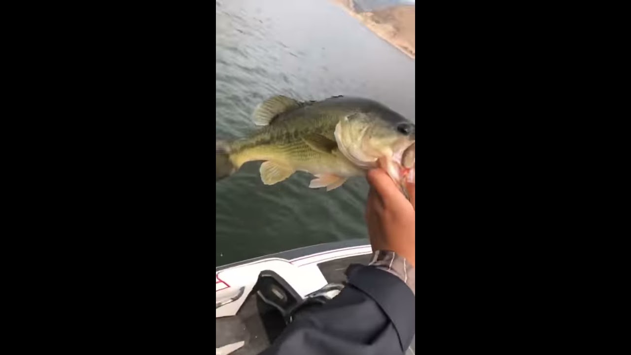 Lake Lopez bass  Fishing !!!