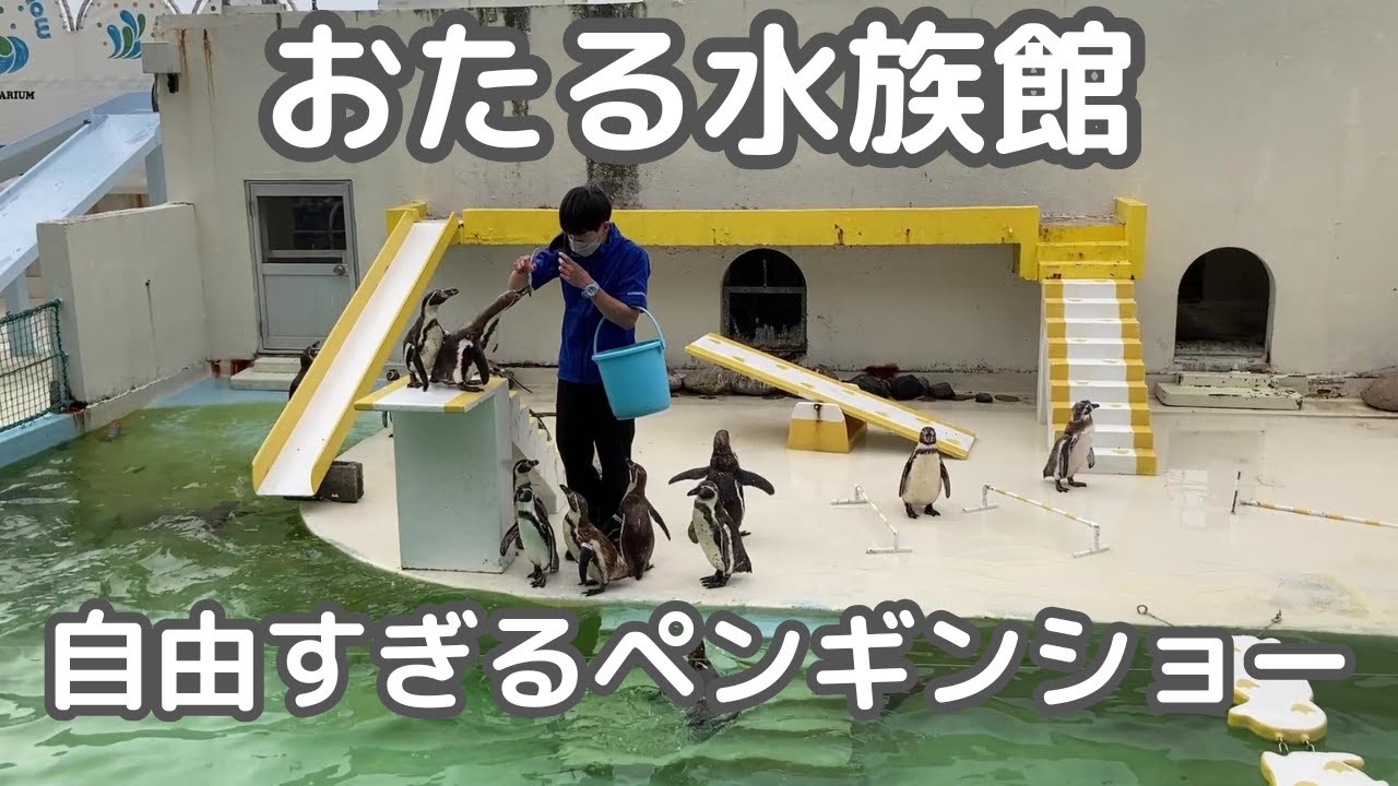 おたる水族館◆自由すぎるペンギンショー