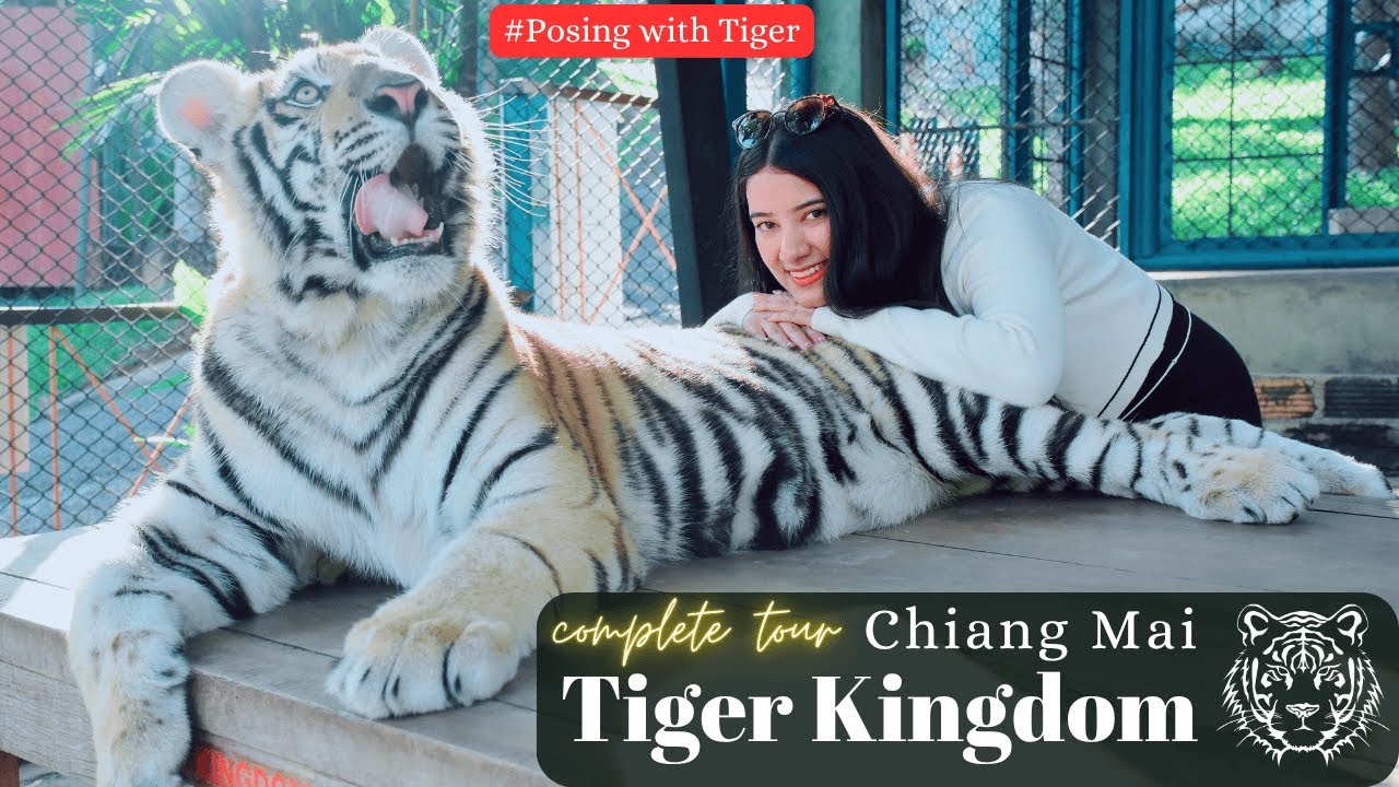 🐯Chiang Mai Tiger Kingdom Tour 2025 | Posing with Tigers+Baby Cubs Feeding & Garden Walk | Thailand