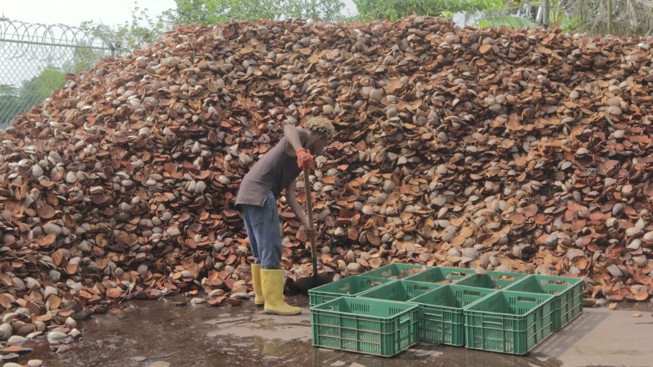 Estopa de coco, producto emblemático del Pacífico