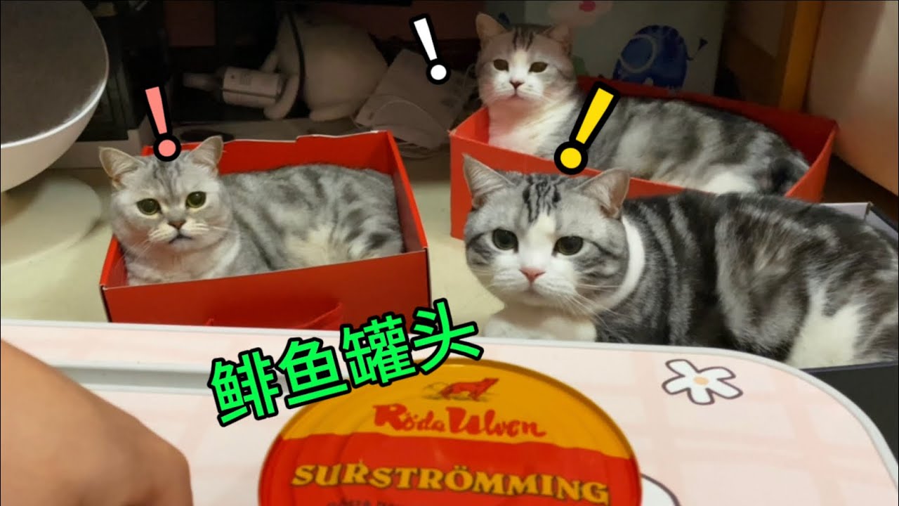 千萬別當著貓的面，開鯡魚罐頭！貓臉都臭扭曲了..