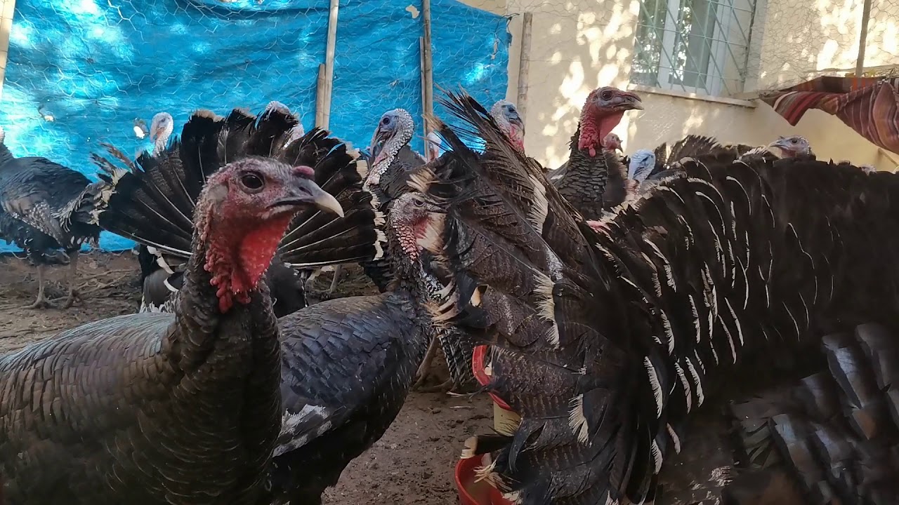 Hindi yetiştiriciliği/ hindiler kesime hazır hale gelmişler /organik hindi