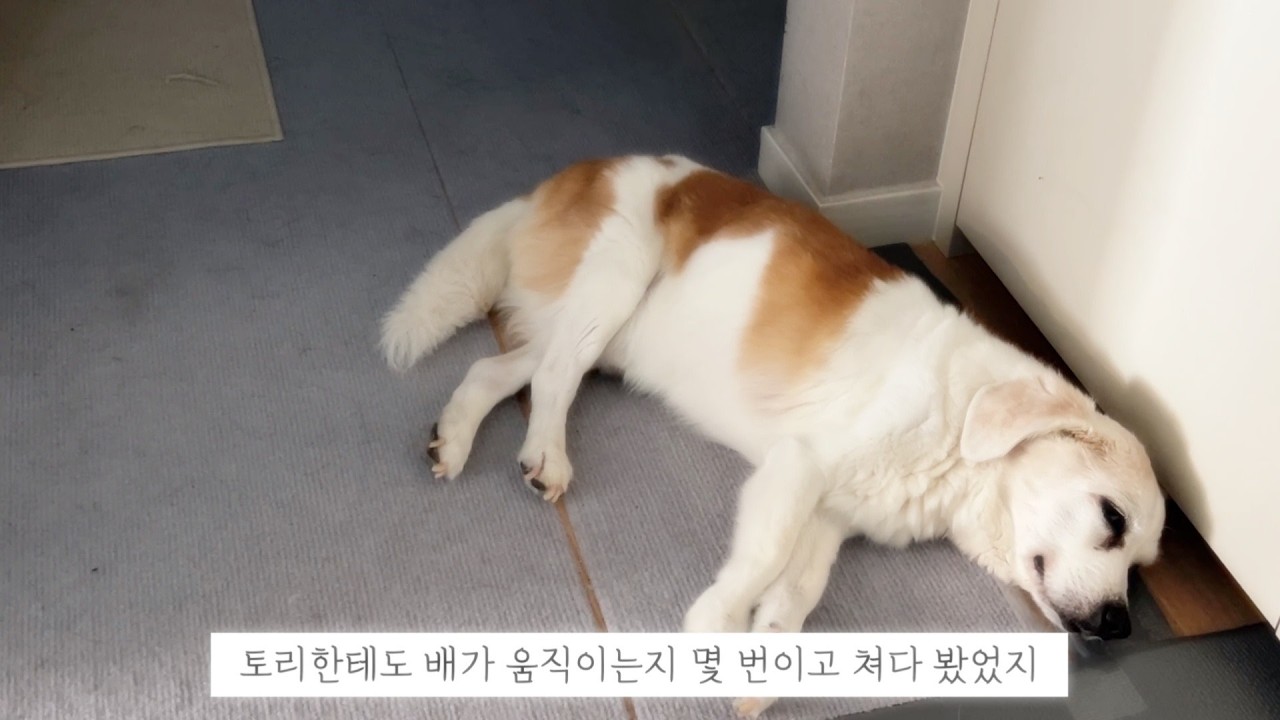 가여운 노견의 삶
