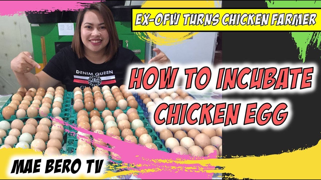Proper Chicken Egg Incubation Process | Rhode Island Red