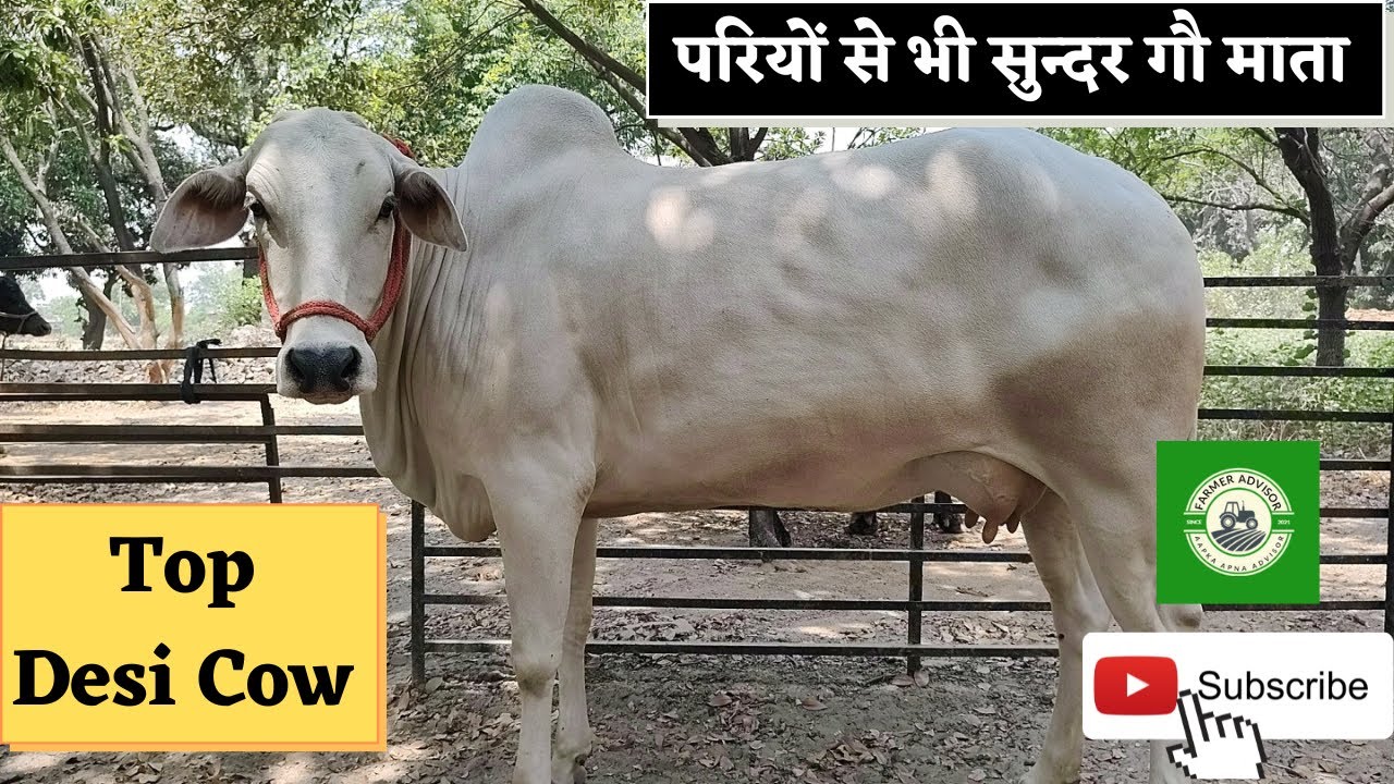 Desi Cow  Hariana Cow Breed / बहुत ही सुन्दर देसी गौवंश देखकर दिल खुश हो जाएगा आपका @FarmerAdvisor