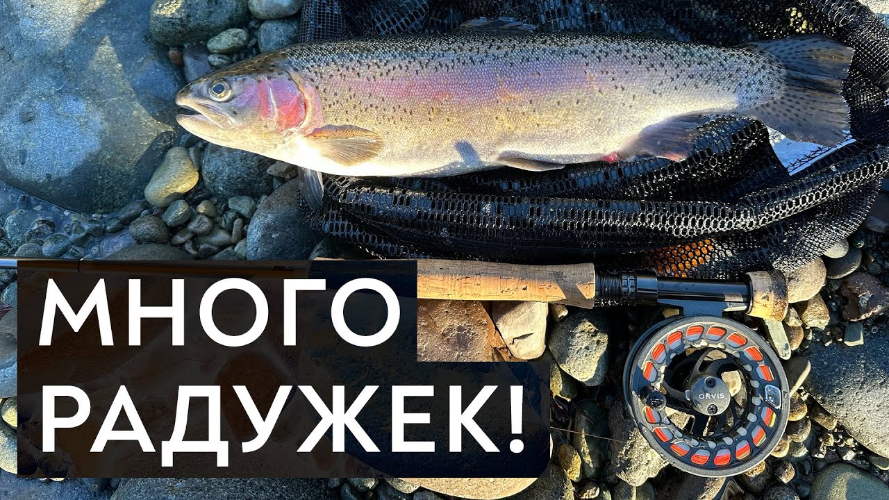 Ловлю РАДУЖНУЮ форель на ЗАПРЕЩЕННУЮ мушку