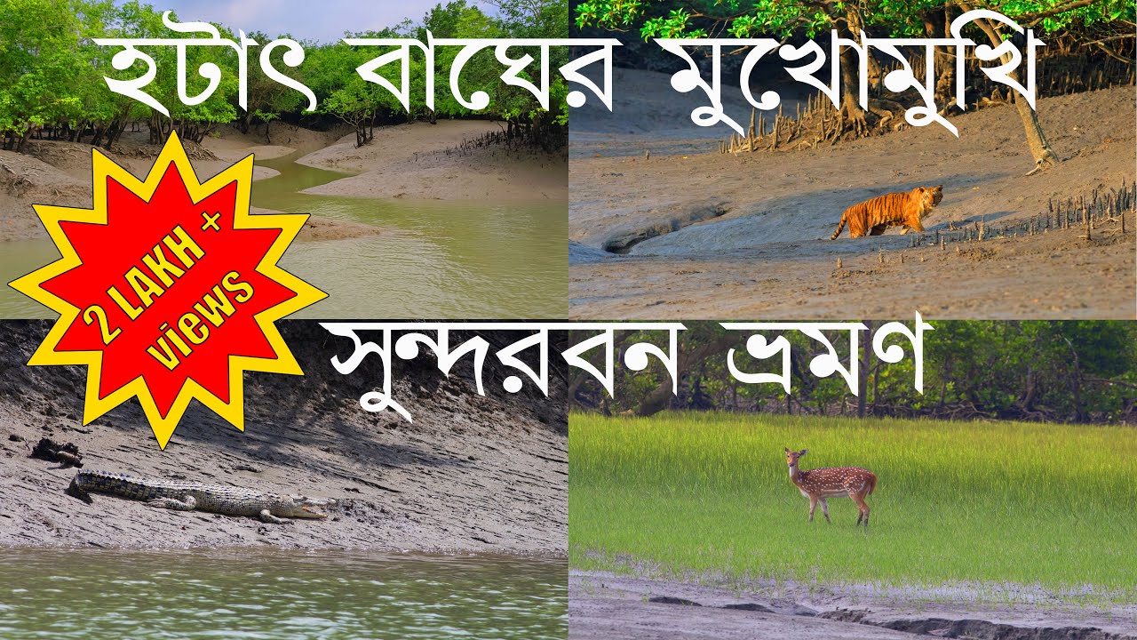 SUNDARBAN TIGER | SUNDARBAN TOUR | ROYAL BENGAL TIGER | সুন্দরবন | TIGER |SUNDARBAN SAFARI|SUNDARBAN