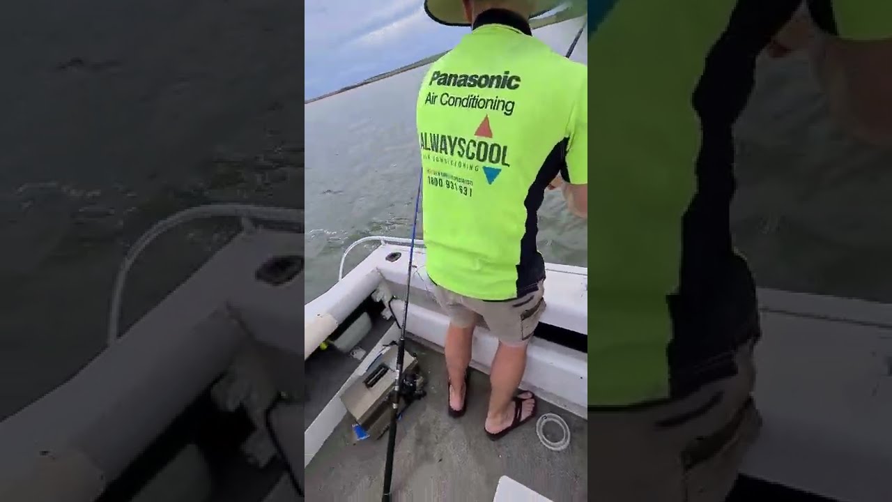 Westernport Bay Fishing school shark 15-20kg #fishingaustralia #sharkfishing #stacer #fishing