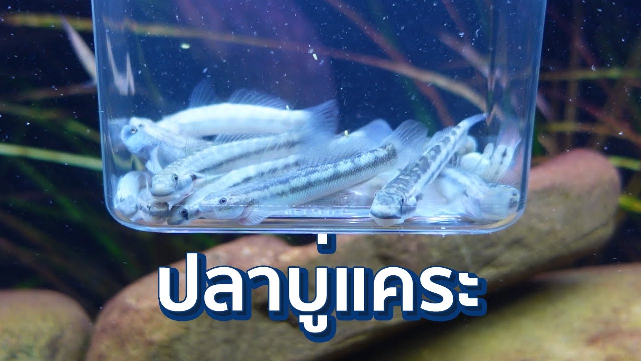 ปลาบู่แคระ 40 บาท ร้านรุ้งทอง จตุจักร!