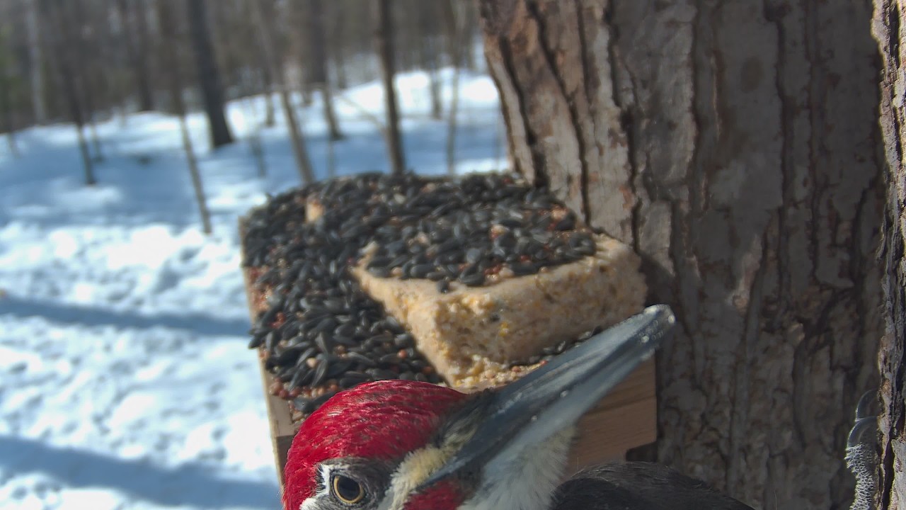 🔴 LIVE Wildlife Feeder | Birds, Squirrels & Forest Animals | Real Northern Wisconsin Nature