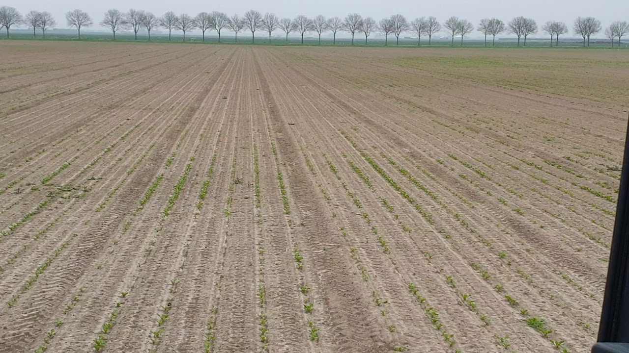 springstaarten in suikerbieten