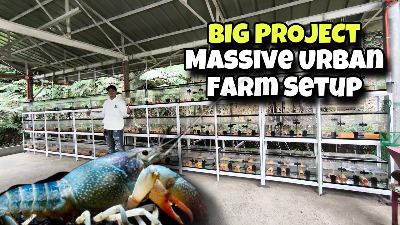 CRAYFISH FARMING🦞 BIG PROJECTS!!MASSIVE BUILD URBAN FARM SETUP😱😱😱