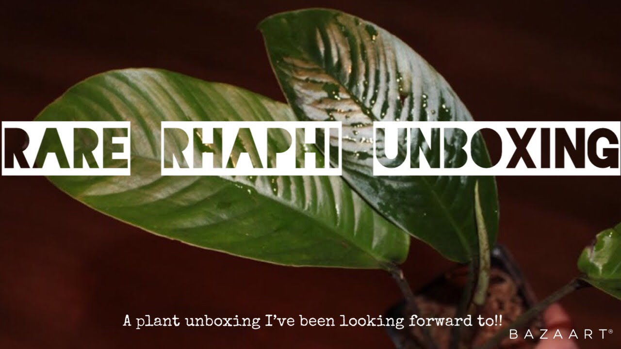 RARE RHAPHIDOPHORA UNBOXING!