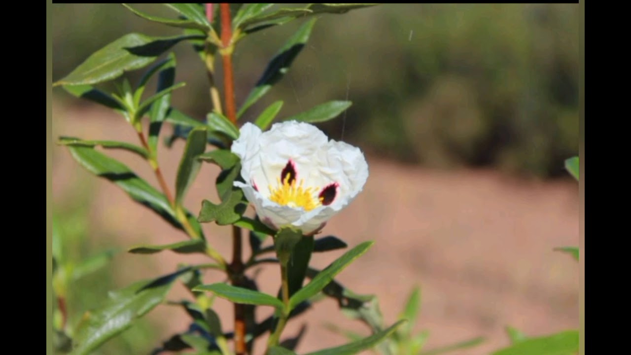 Pulo do lobo Wolf's jump Guadiana river Portugal