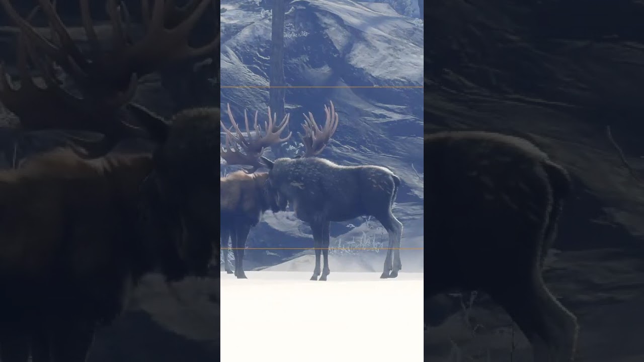Fabled Ashen Nontypical Great One Moose! | #sirrwyatt on #Twitch