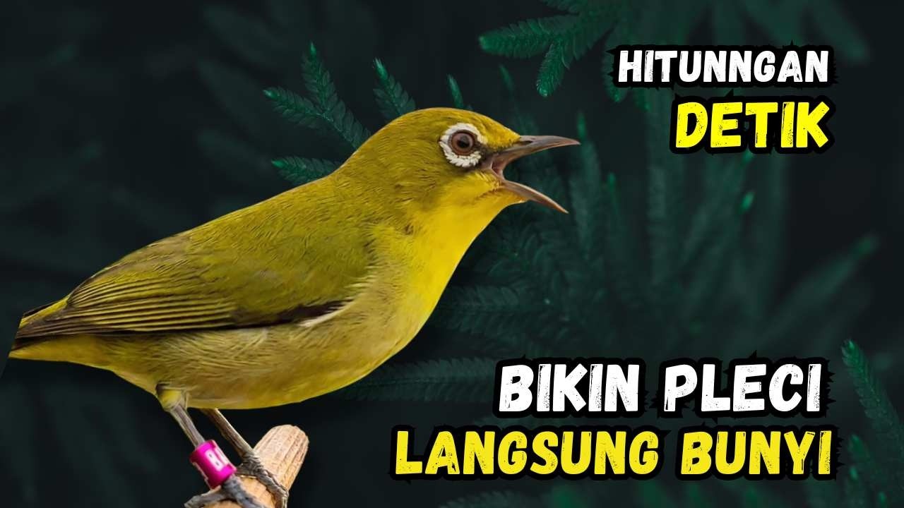 Pleci Betina Birahi Memanggil Jantan, Pleci Jantan Langsung Gacor