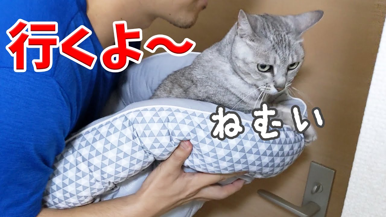 寝る時間になると寝室に運ばれる猫たち