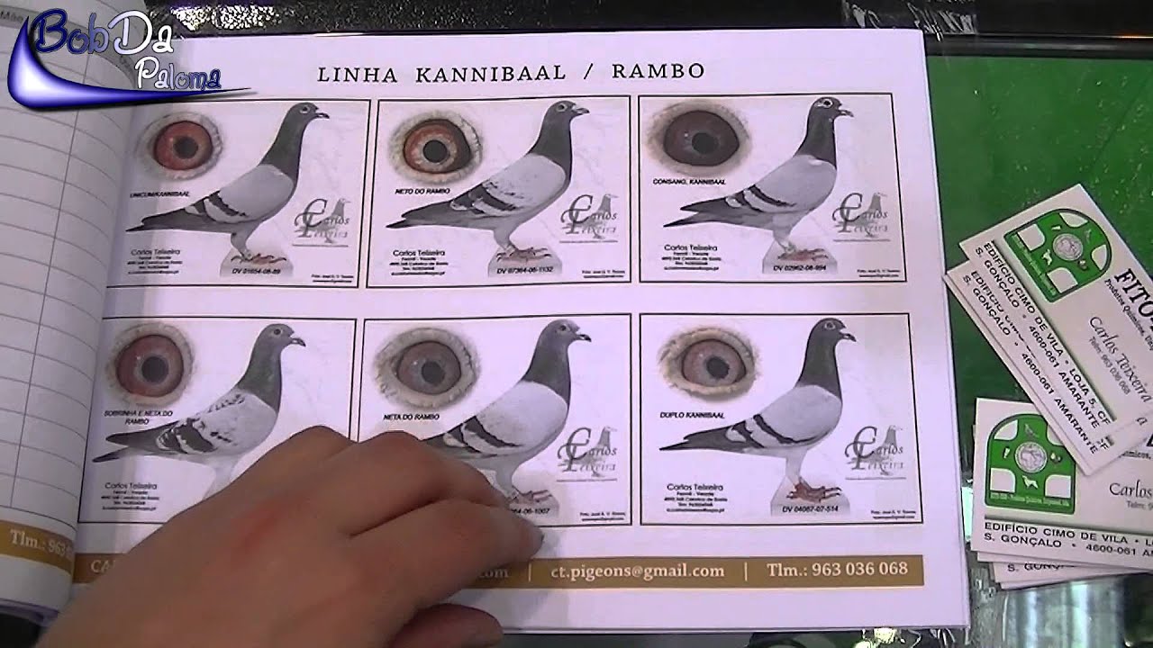 Carlos Teixeira a racing pigeon fancier in Portugal