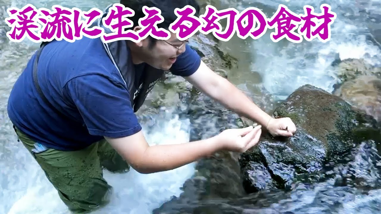 渓流に生える幻の食材「カワノリ」でご飯がすすむ