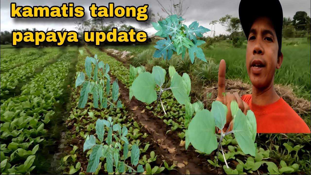 Kamatis talong papaya update