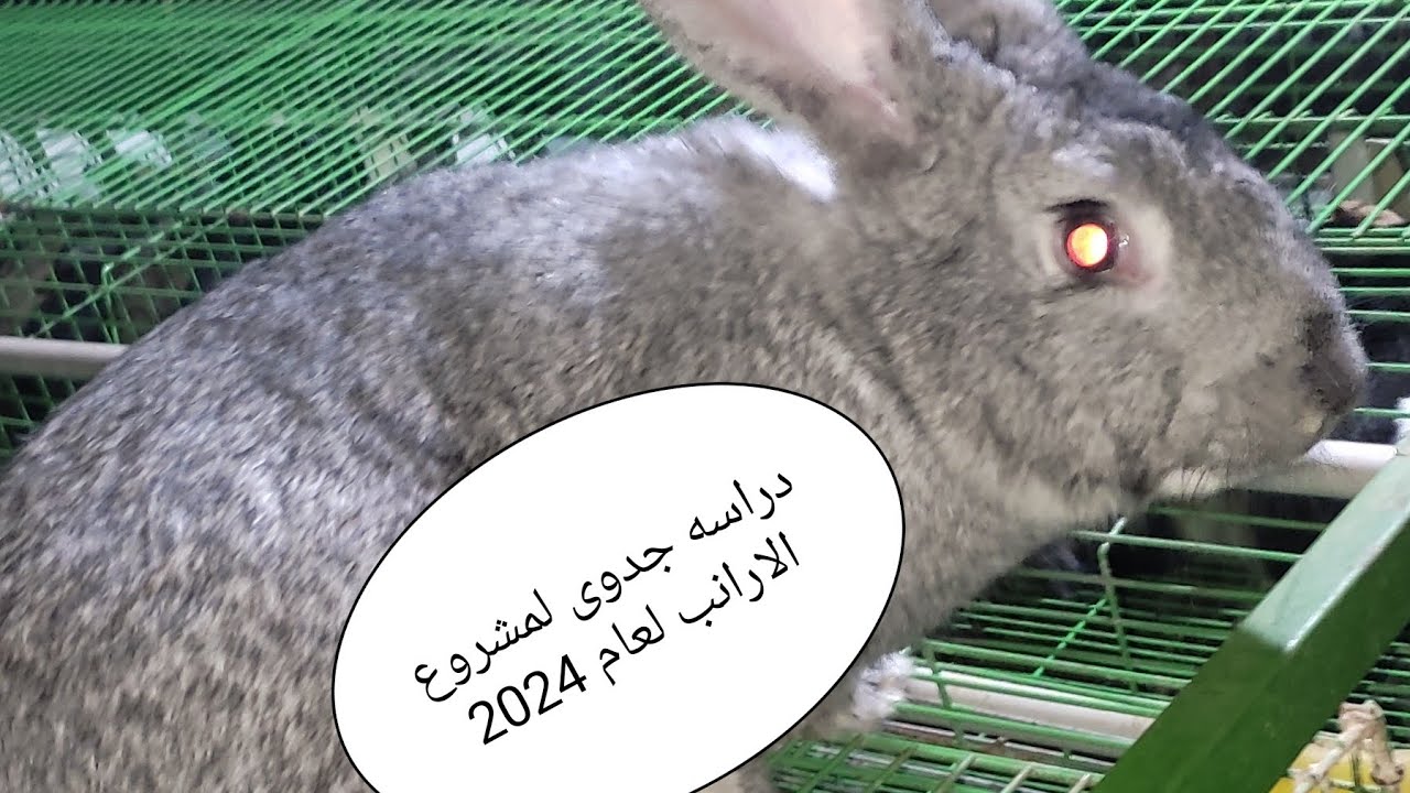 احدث دراسة جدوى لمشروع الارانب لعام 2024 بقوه 20 ام و 3ذكور