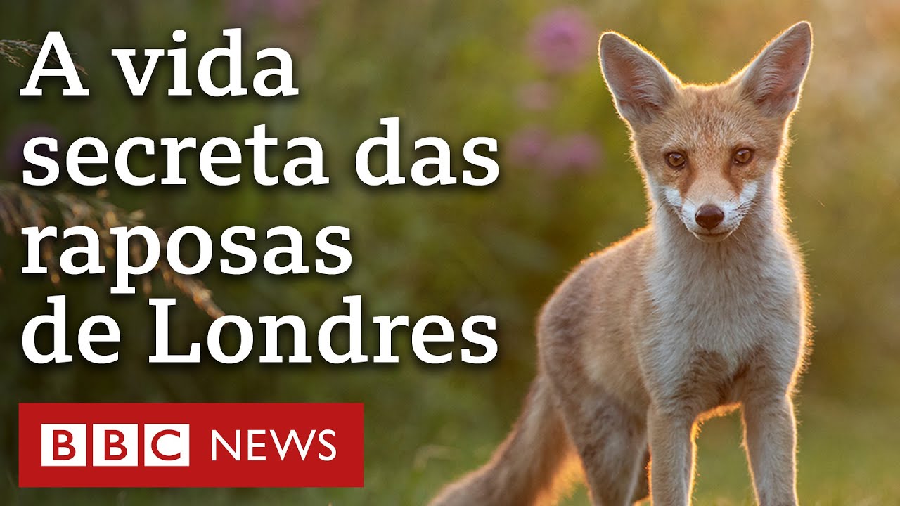 Fot&oacute;grafo &eacute; premiado ao registrar a vida secreta das raposas londrinas
