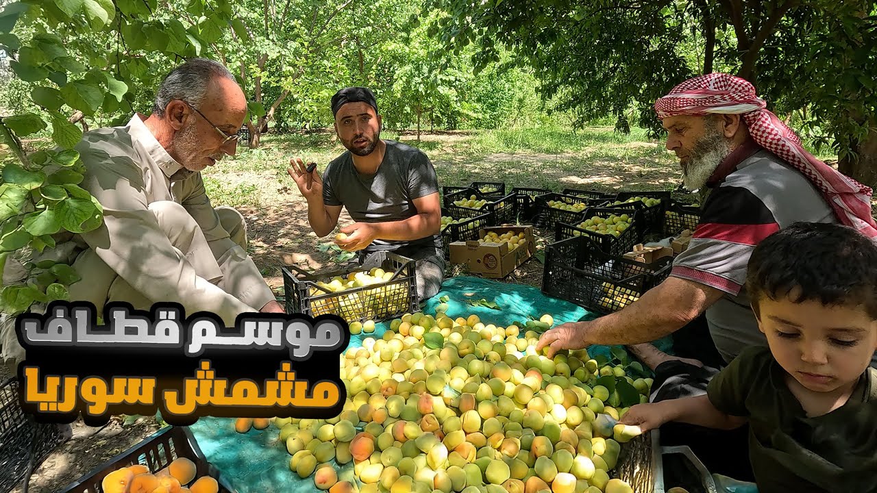 موسم المشمش البلدي كيف يتم قطافه ولماذا يبيع المزارع بنصف دولار 1kg..؟؟