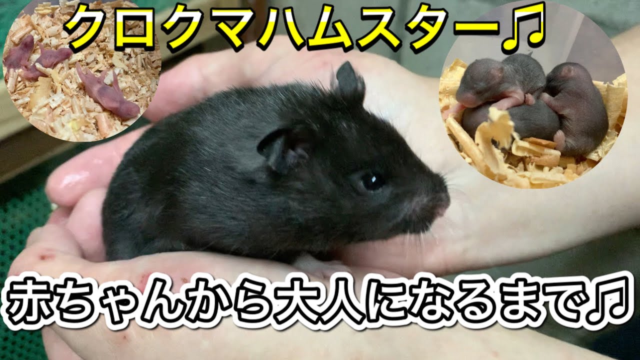 クロクマハムスターの成長記録♫ Memories of black hamster since baby to adult