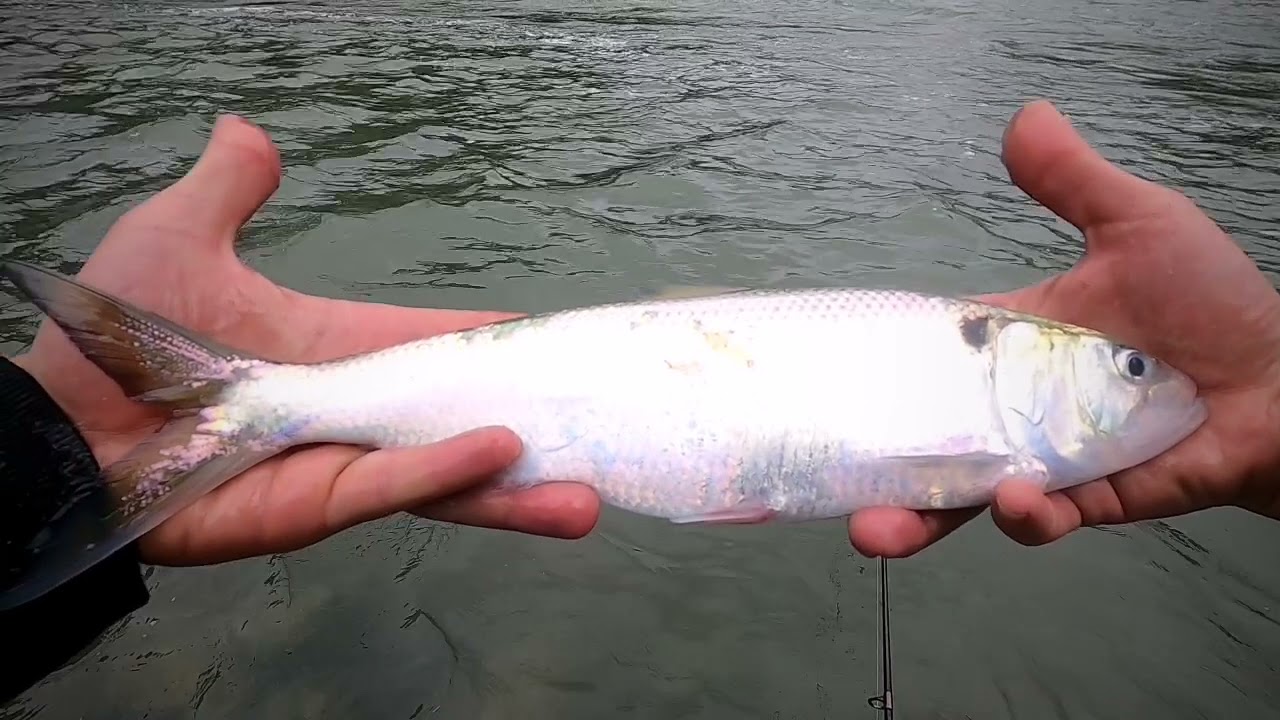 Street-fishing Tevere. Alla ricerca delle Cheppie in diga.
