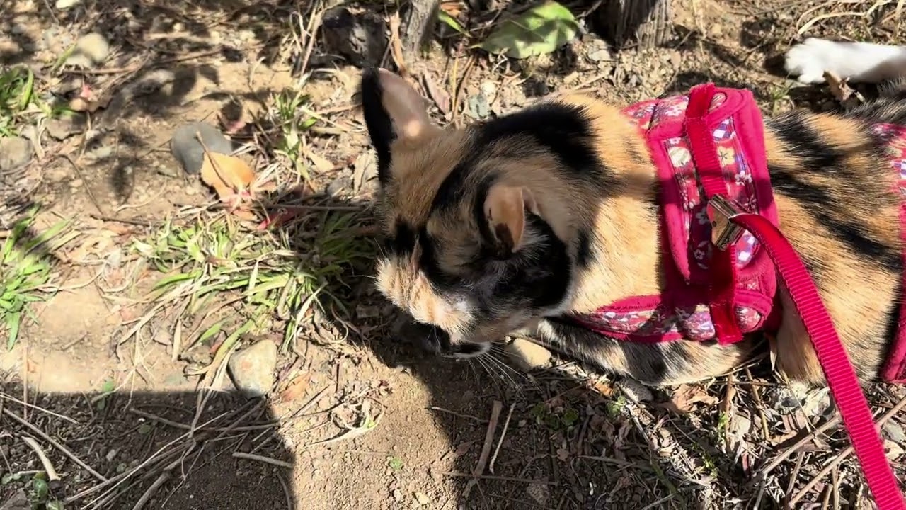 久しぶりの外出たねこ