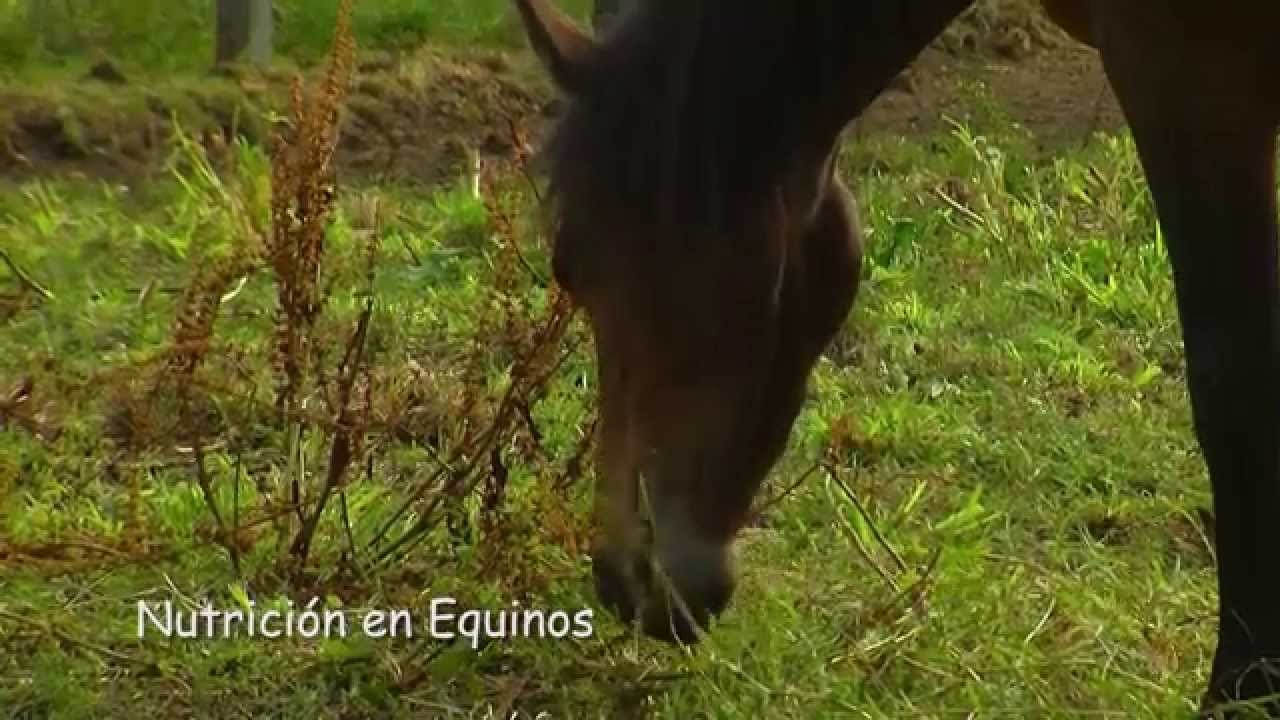 Sistema Digestivo de los Caballos - TvAgro por Juan Gonzalo Angel