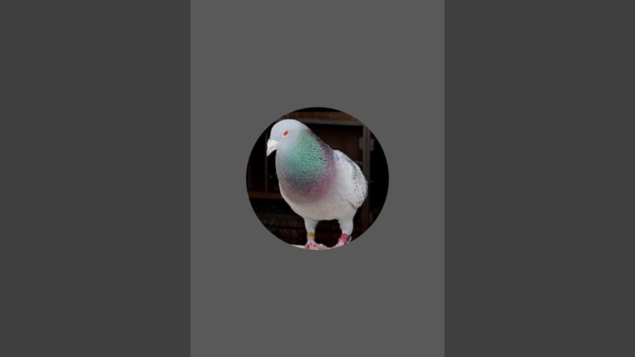 MD SAHAIOM LOFTS  এখন লাইভ!