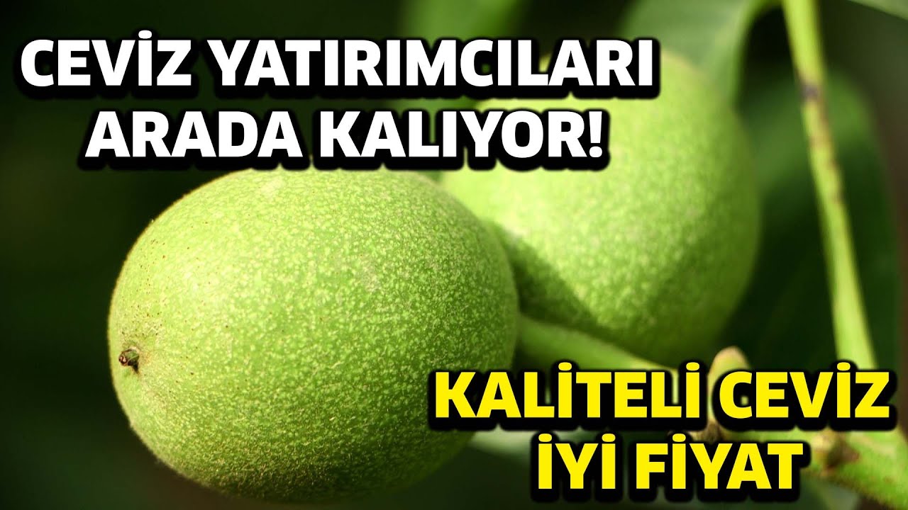 CEVİZ YATIRIMCILARI ARADA KALIYOR! / Kaliteli Ceviz İyi Fiyat