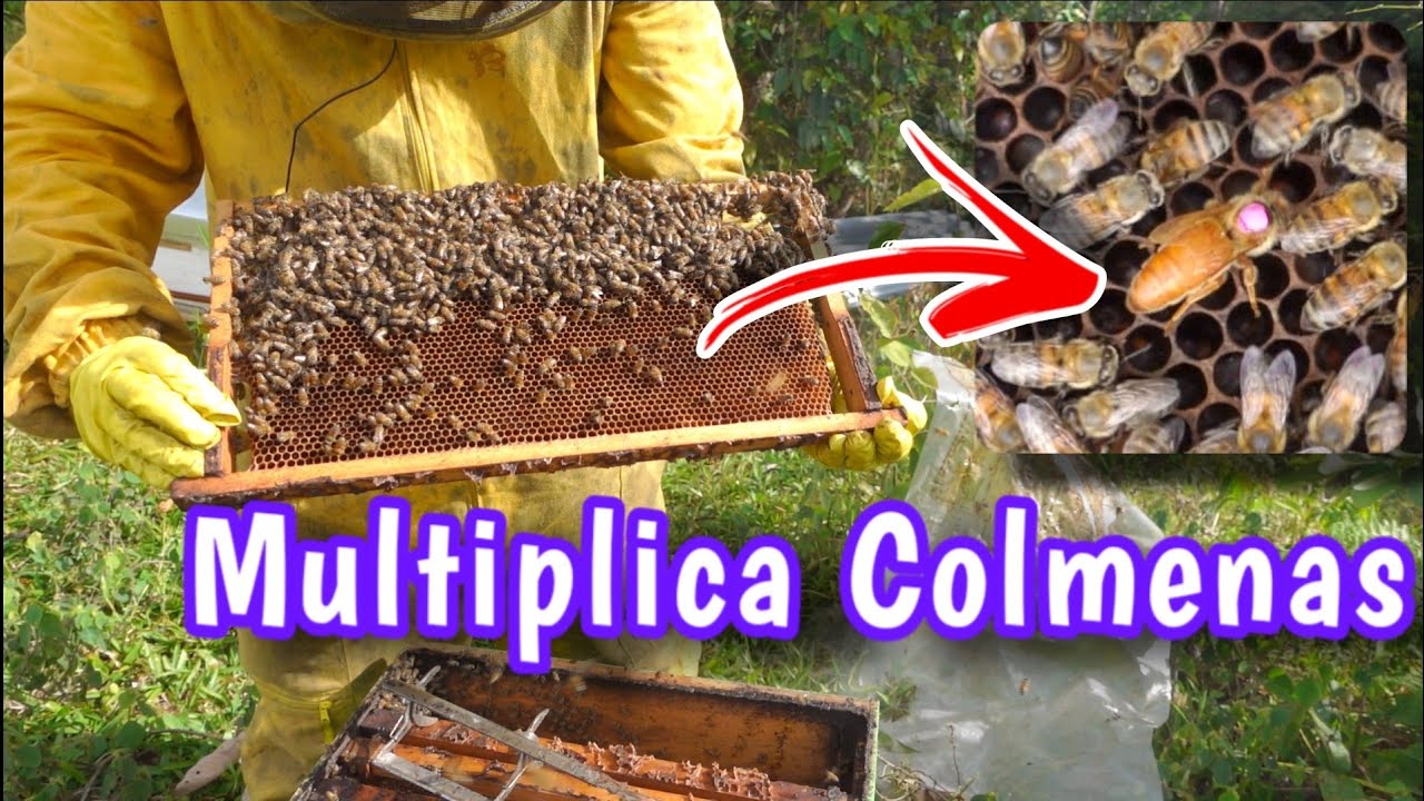 Cómo introducir reinas en tu colmena paso a paso