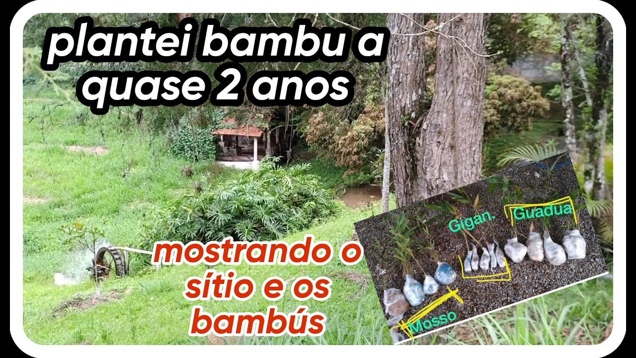 bambú mossô , guadua e gigante...MOSTRANDO AS COISAS DO SITIO E MINHAS MUDAS DE BAMBÚ