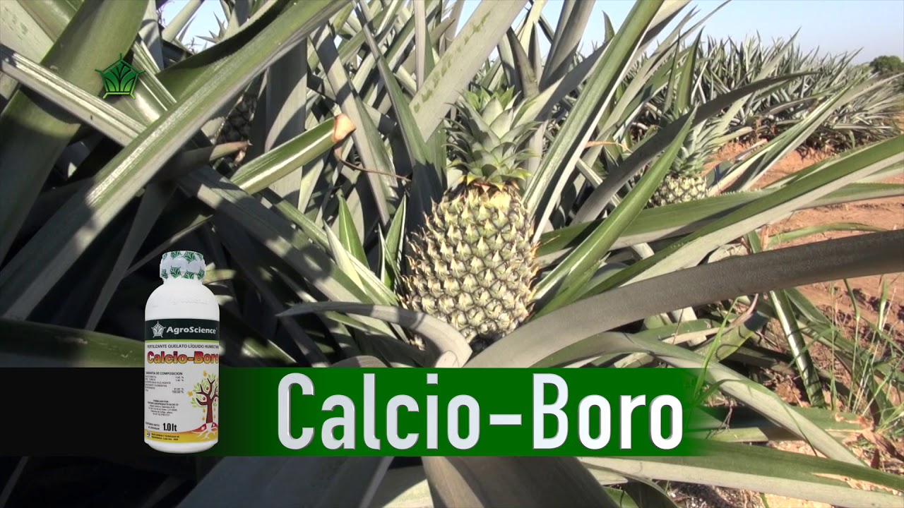 AgroScience | Nutrición Completa en la Etapa Productiva en Piña con Oscar Cabrera | Menos Pesticidas