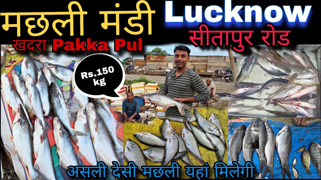Lucknow की देसी मछली मंडी | लखनऊ Fish Market | Pakka Pul सीतापुर रोड खदरा | Lucknow मछली मंडी