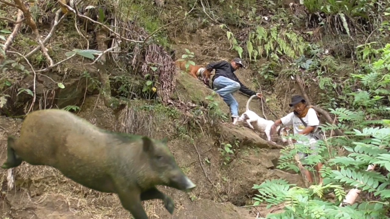 KESERUAN BERBURU BABI DI KARAMBIA SABATANG