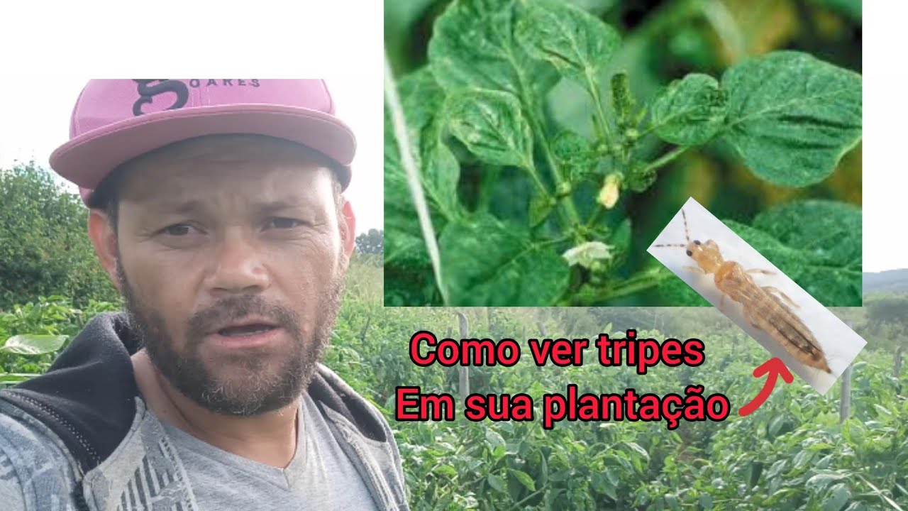 tripes na plantação de pimentão veja como e o tripes.