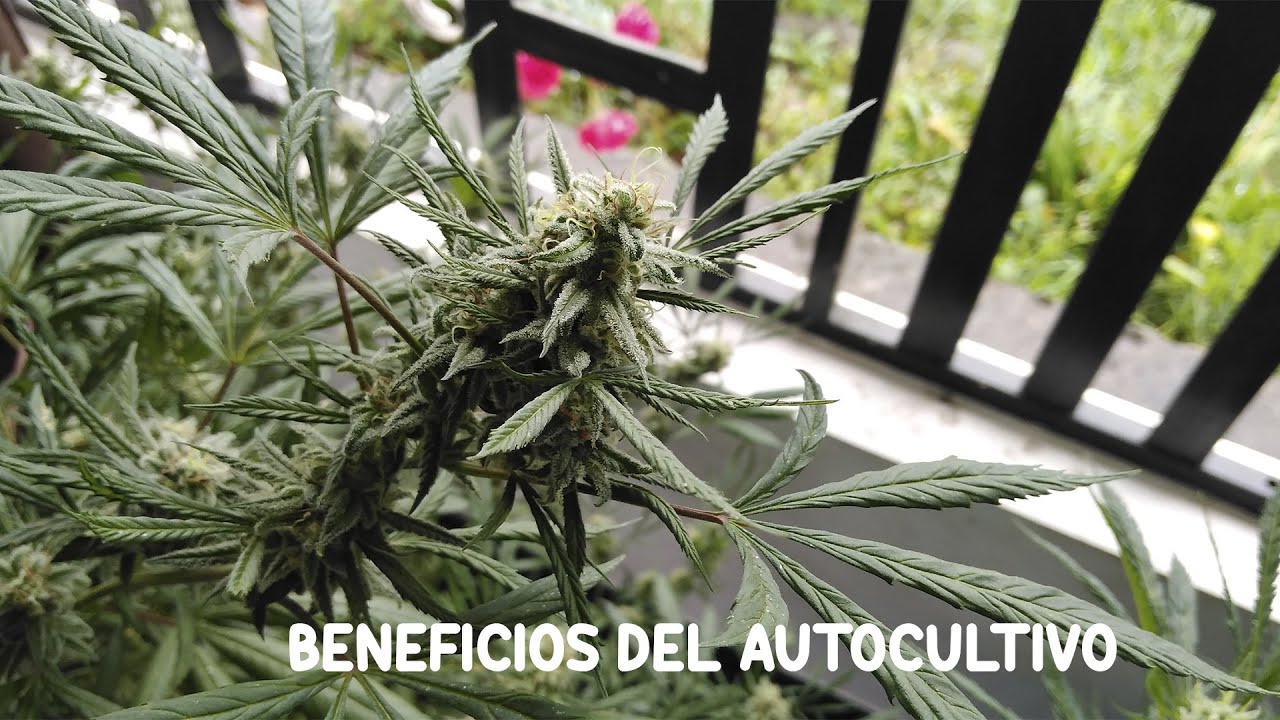 Beneficios del auto cultivo