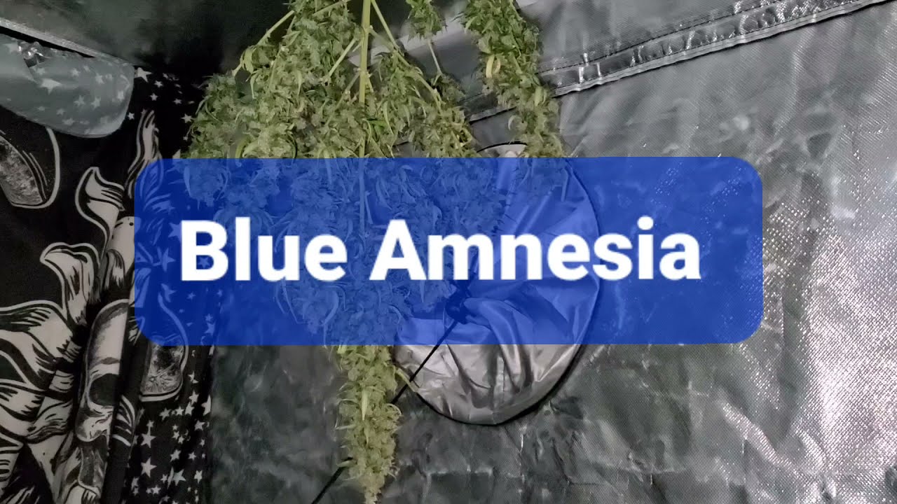 Blue Amnesia Auto , Harvested Review , With Dispensary Update ( TV420 📺 )