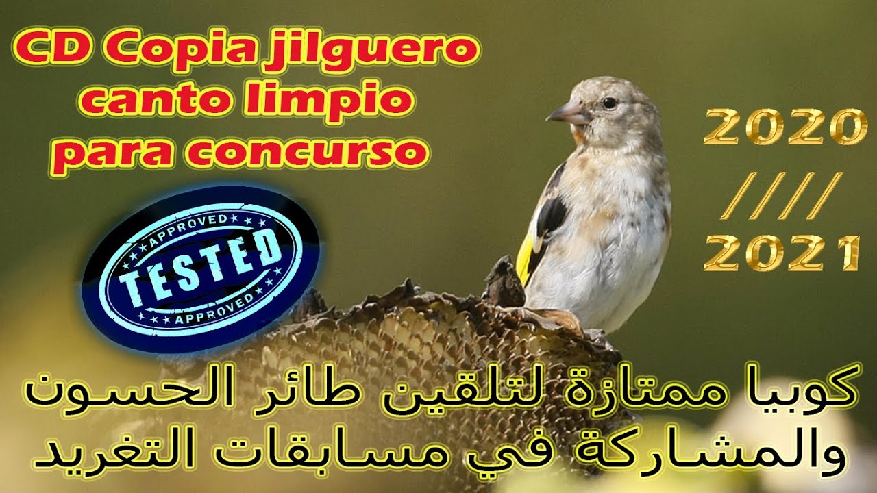 CD COPIA Jilguero Canto Limpio Para Concurso كوبيا ممتازة لتلقيم و المشاركة في مسابقة تغريد الحسون