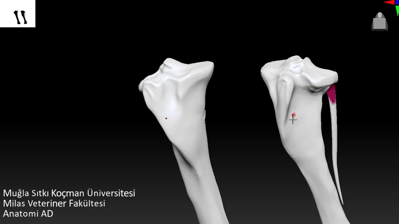 Ossa cruris / Baldır kemikleri /Tibia - Fibula