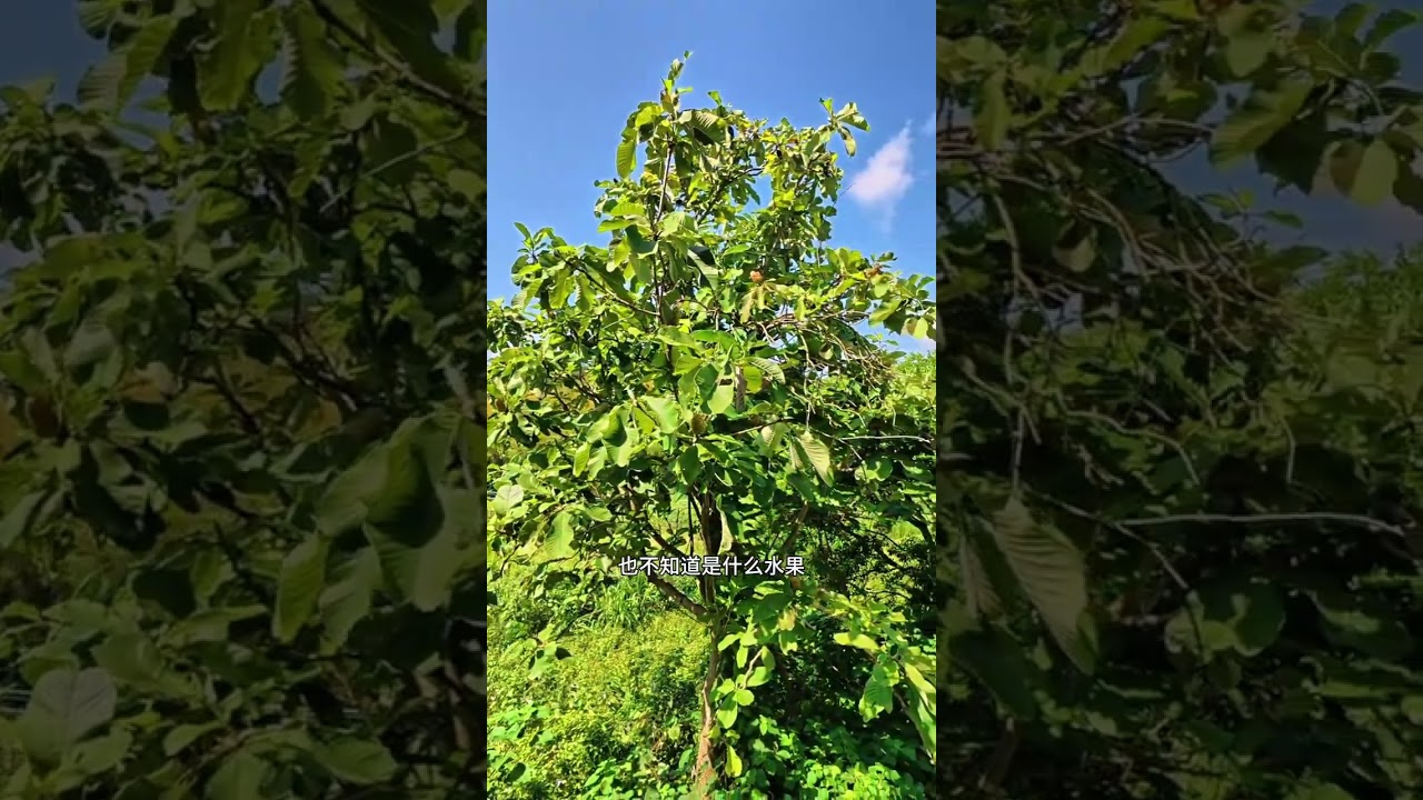 十多栋楼一个人都没有？跟随镜头再次确认一番！ #飞上云霄摄影 #抖音看世界 #内容过于真实 #农村生活 #十多栋楼房一个人都没有