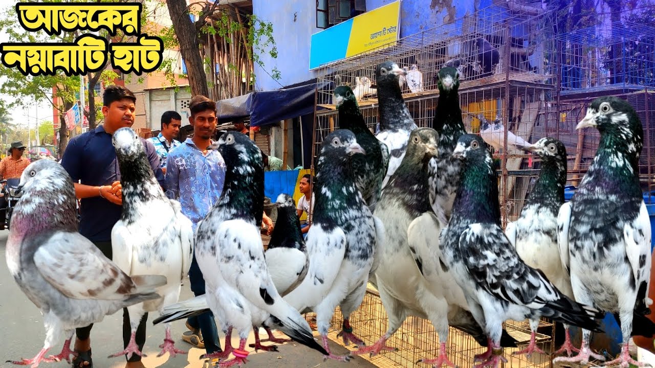নয়াবাটি কবুতরের হাট পর্ব-১৪৪।।খুলনা জেলার সবথেকে বড় কবুতরে হাট নয়াবাটী ।। the Largest pigeon market