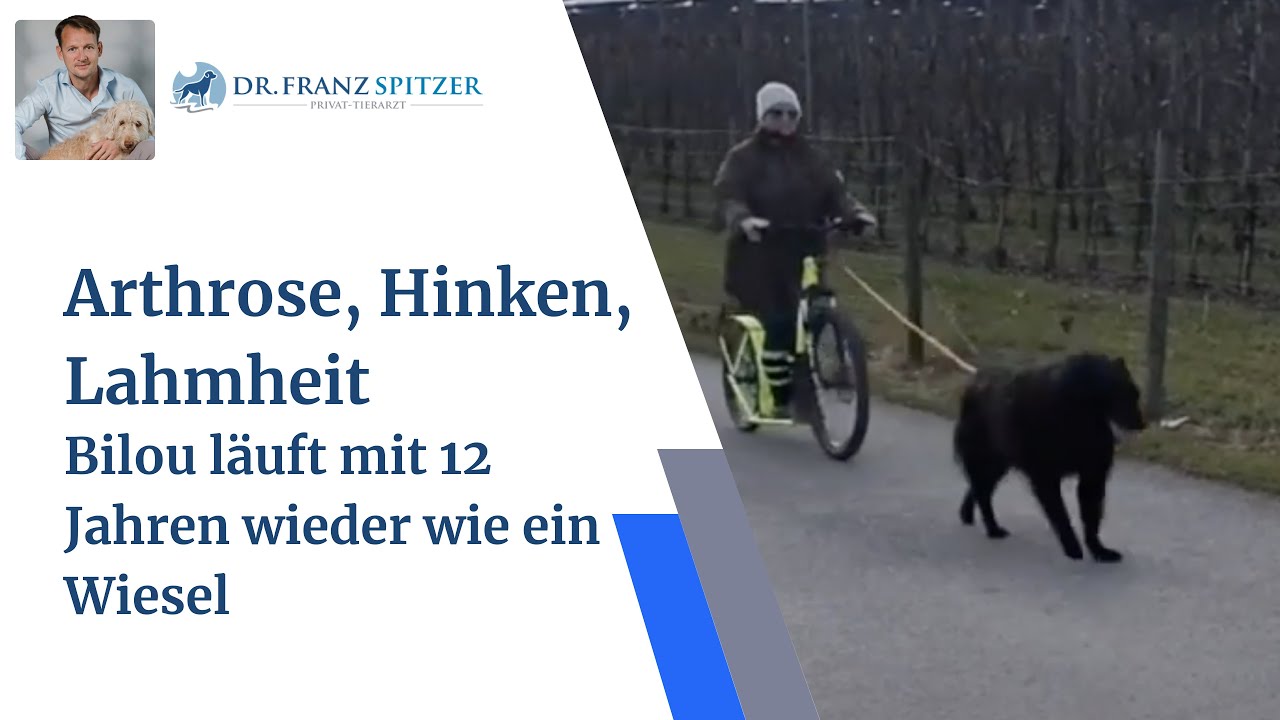 Arthrose, Hinken, Lahmheit... Bilou läuft mit 12 Jahren wieder wie ein Wiesel