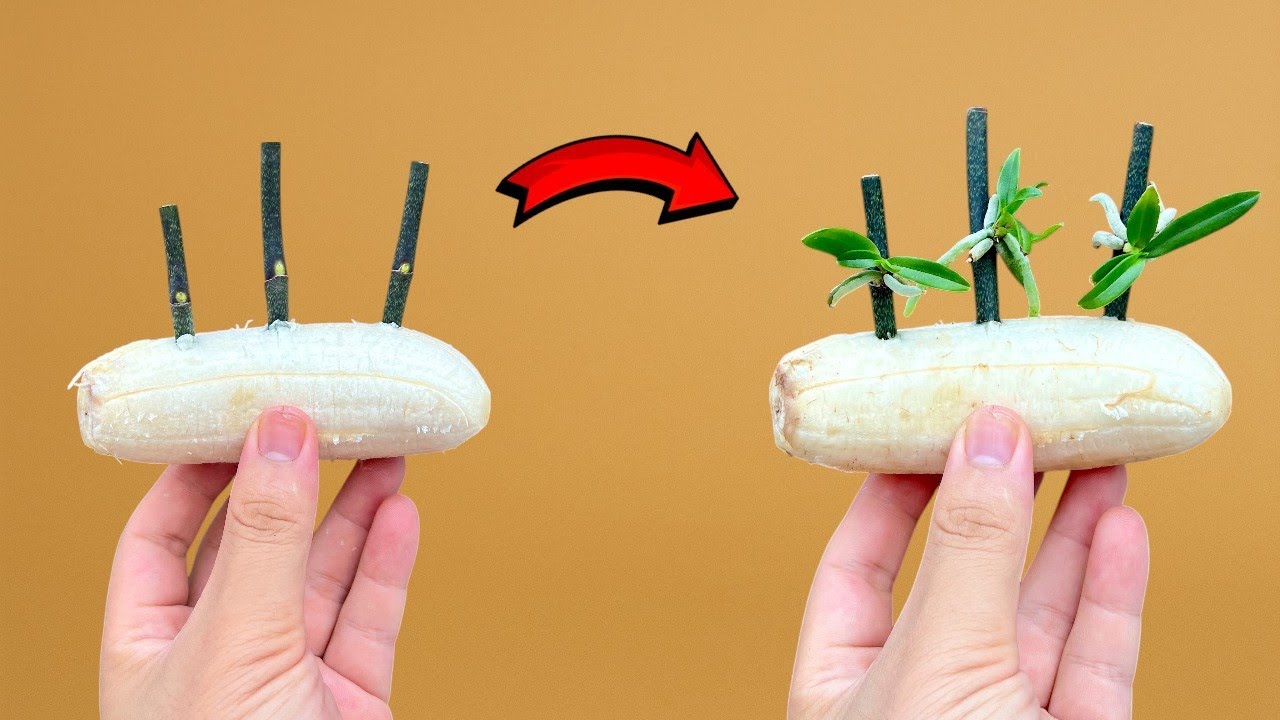 Just Bananas! The Method to Make Orchids Sprout Overnight, Simple and Effective.